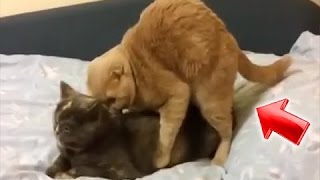Watch Video Kompilasi Kucing Lucu Terbaru Video