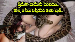 Watch Python Planned to Kill a women who pets it || Latest Telugu News || RecTvIndia Video