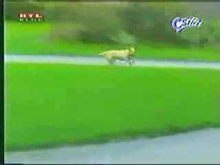 Watch 3 seconds make you laugh, Lolz Video