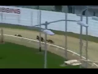 Watch Cheater Dog Video