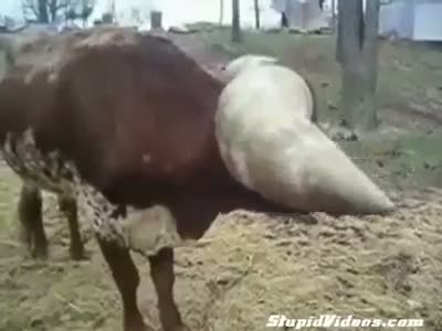Watch Massive Horns Video