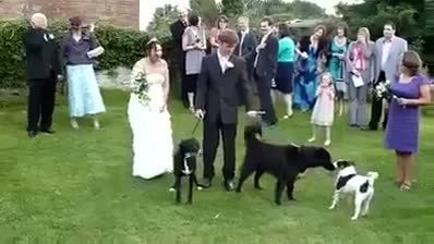 Watch Don't bring Dog in Wedding Video