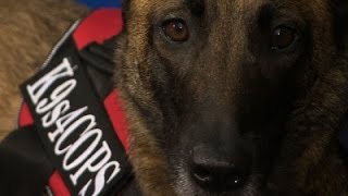 Watch Texas Charity Donating Dog to French Police News Video Video