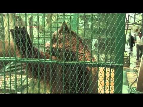 Watch Raw- Animals Rescued From Private Mexican Zoo News Video Video