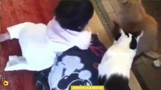 Watch Baby CAt & Dog - Funny videos that will make you laugh so hard you cry Video