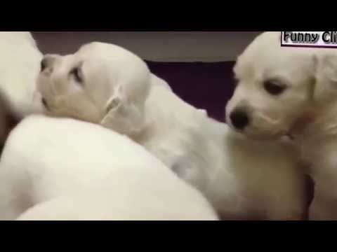 Watch Funny Videos   Funny Animal   Cute Puppies Dogs Compilation 2015 Video