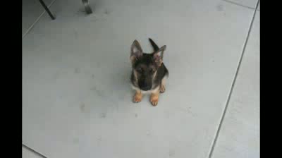 Watch Time Lapse_ Puppy to Adult in 40 seconds. Dunder Video
