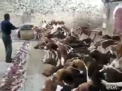 Watch hahah a dog trainer do a great job , hahha must watch video Video