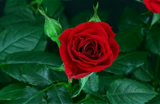Watch flower blooming rose Video