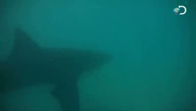 Watch Shark Week - Great White Invasion _ Sunbathing Sharks Video