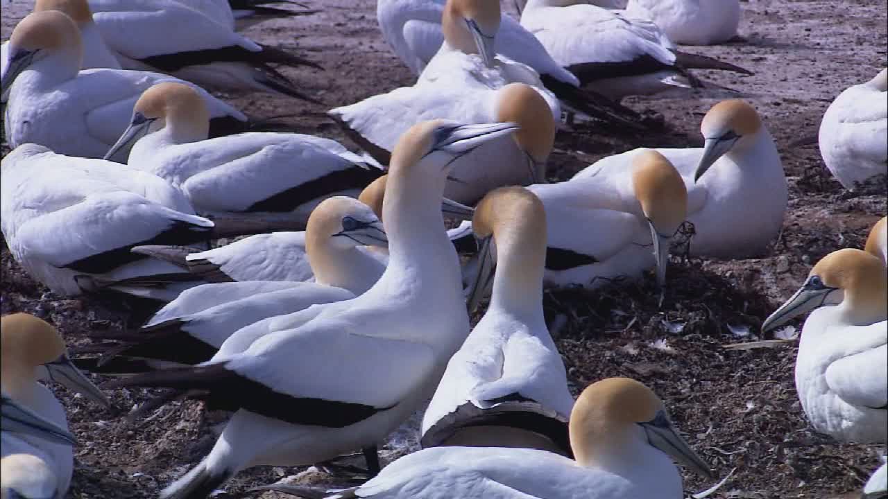 Watch Animals (Ajit) Video
