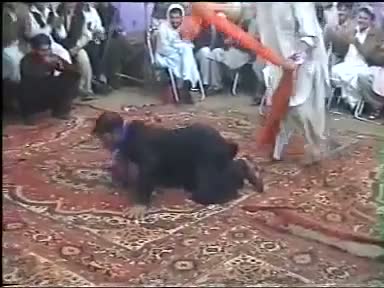 Watch Funny - Crazy Cock ya Crazy Khan! Video
