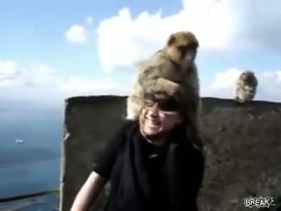 Watch Funny - Monkey Love Girls Video