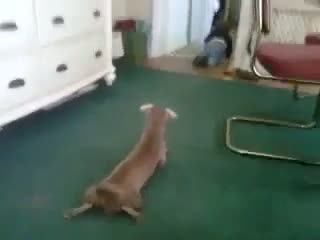 Watch Funny Video - The dog is runing with child. Video