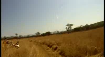 Watch Mountain Biker gets taken out by BUCK - CRAZY Footage - Only in Africa Video