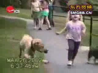 Watch The worlds most funny dog video Video