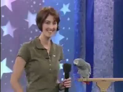 Watch  Einstein the famous talking African Grey Parrot!  Video
