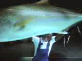 Watch Banned Commercials Shark Attack this is hilarious Video