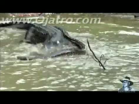 Watch Python vs Alligator 01, Python attacks Alligator Video