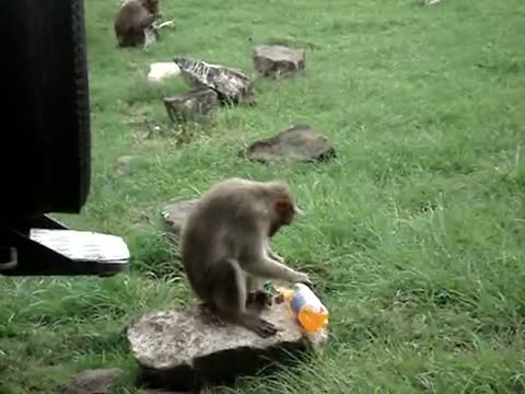 Watch Funny Monkey Video