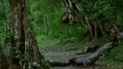 Watch Malika Sherawat Nude in Hiss Video