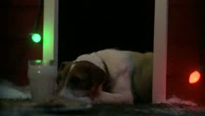 Watch Cute Dog Waits for Santa Video..!! Video