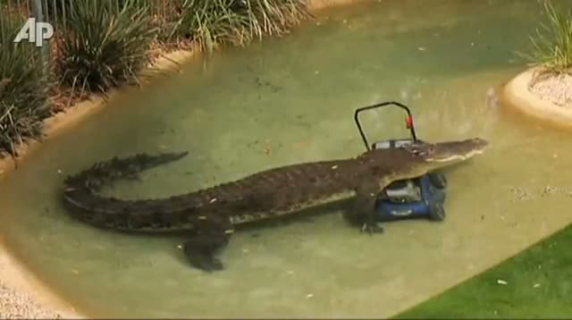 Watch Croc Takes Bite Out of Lawn Mower Video