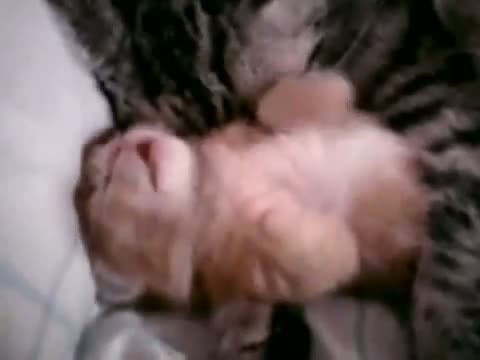 Watch Cat mom hugs baby kitten Video