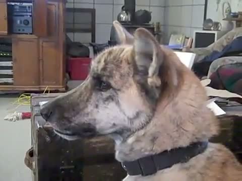 Watch Ultimate Dog Tease Video