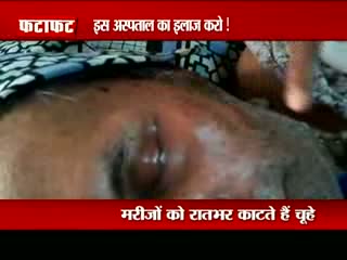 Watch Rats attack patient at Jodhpur hospital Video