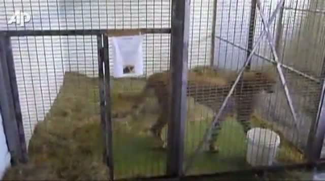 Watch Cheetah Seized at a London Airport Video