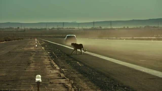 Watch Cheetah -- Official big game ad for Hyundai Veloster Turbo Video