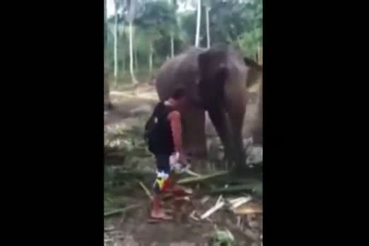 Watch Elephant Wallops Tourist Video