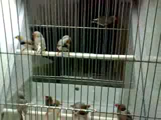 Watch Lovely Birds Video
