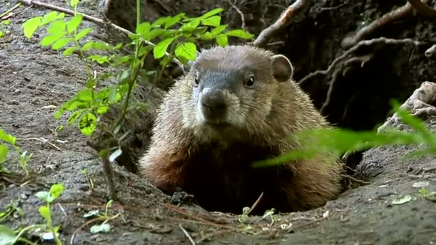 Watch Ground Hog Day (2012 HD) Video