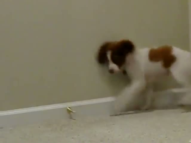 Watch Puppy vs Door Stopper Video