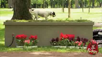 Watch Teleportion Dog Bone Prank Video
