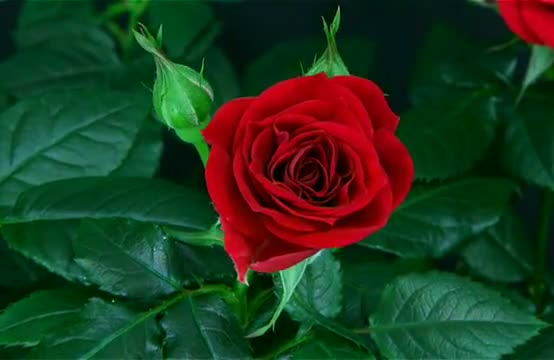 Watch Flower Blooming the Rose Video