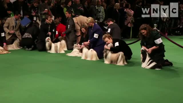 Watch Westminster Kennel Club Dog Show 2012 Video