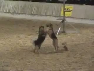Watch Dog Show Very Funny video Video