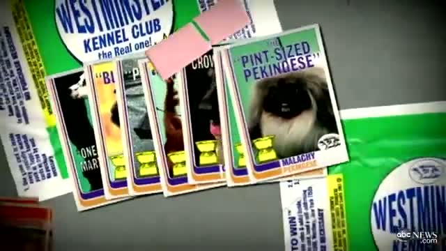 Watch Best in Show - Westminster Dog Show 2012 Ends With Crowning of Malachy, a Pekingese, as Top Dog Video