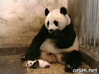 Watch Sneezing Baby Panda Video