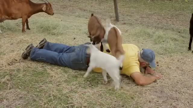 Watch Goat Massage Funny Video Video