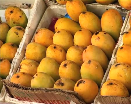 Watch Grapes are past, here comes Mango wine! Video