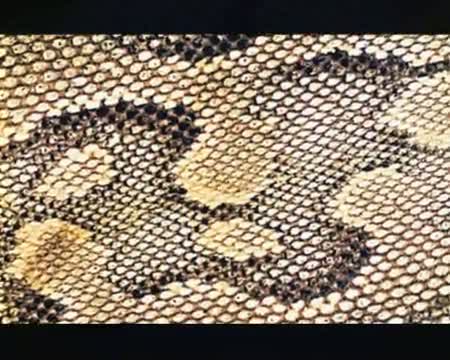 Watch Dia Mirza in fake snake skin for PETA ad Video