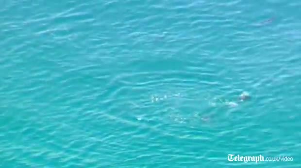 Watch Shark feeding frenzy caught on camera off Australia coast Video