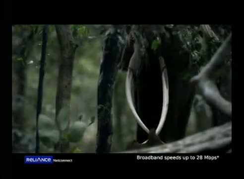 Watch Reliance Netconnect - Elephant Ad Video