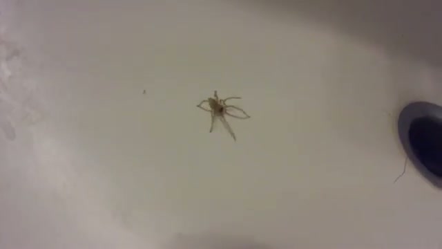 Watch Spider Sink, Spider Sink, Squish Video