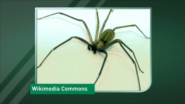Watch Brown Recluse Spider Bite Almost Costs College Student Nikki Perez Her Eyesight Video
