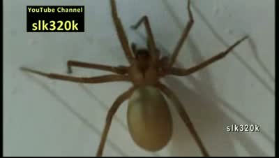 Watch Brown Recluse Spider Bite Almost Blinds Texas Christian University Student Video